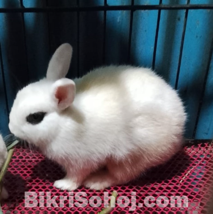 Netherland dwarf hotot rabbit bunny